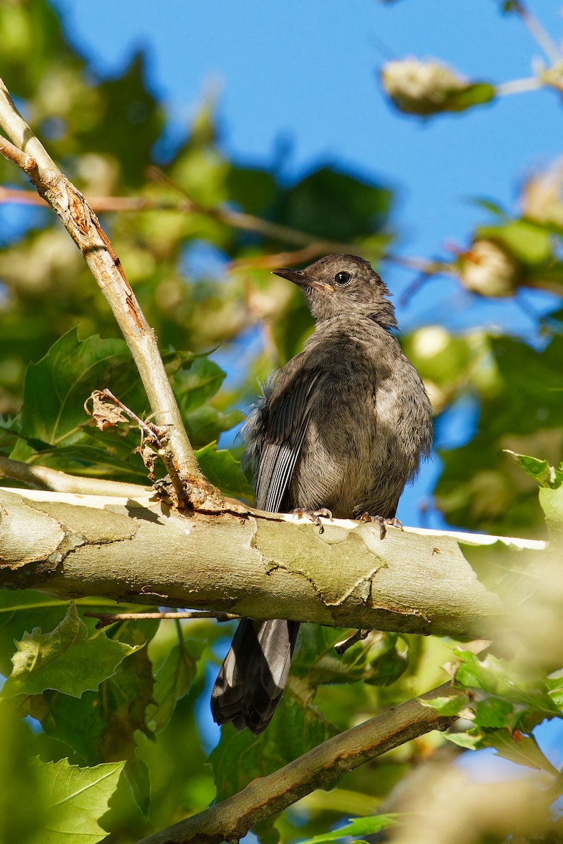 Gray Catbird - ML596363191