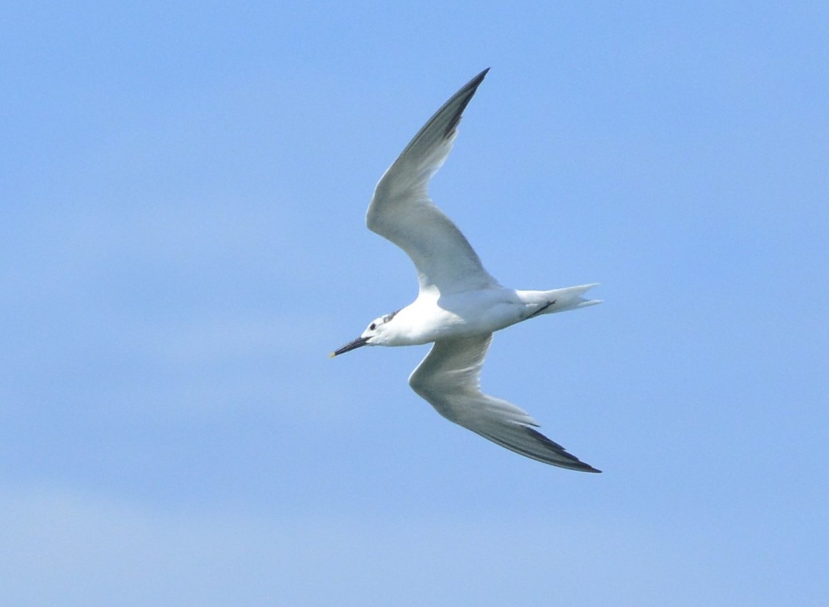 Sandwich Tern - ML596363441