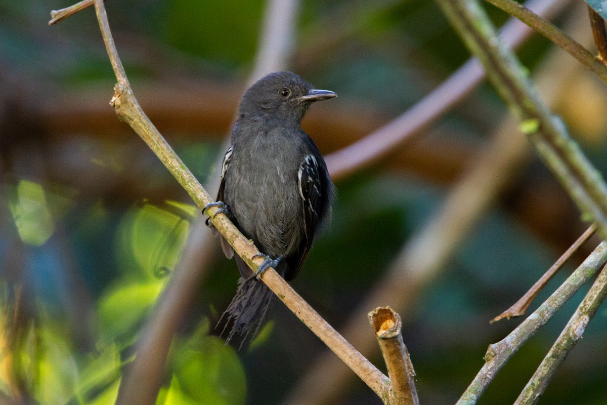 Blackish Antbird - João Vitor Andriola