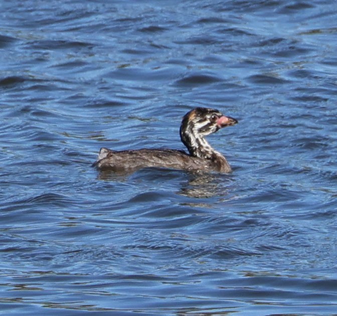 Pied-billed Grebe - ML596364761