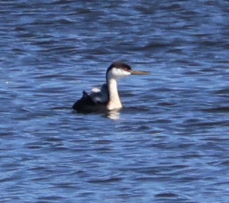 Western Grebe - Diane Etchison