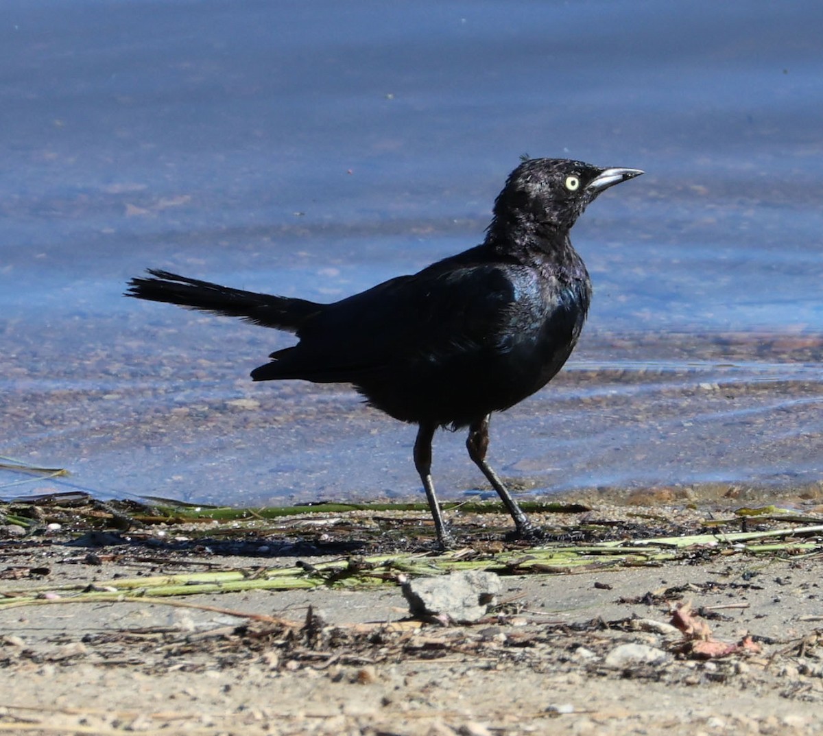 Brewer's Blackbird - ML596364991