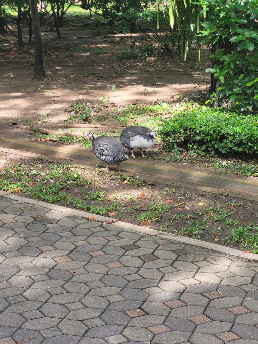 Helmeted Guineafowl (Domestic type) - ML596366541