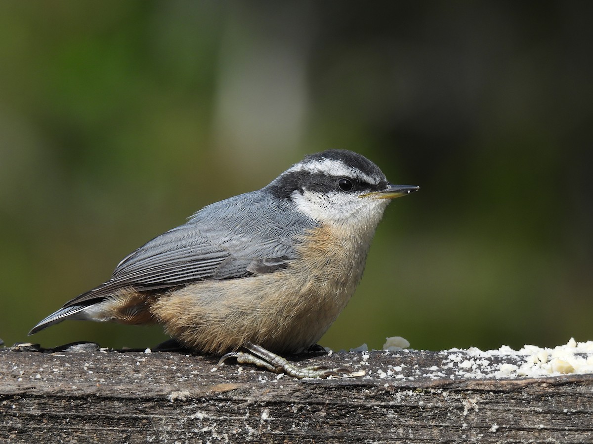 Red-breasted Nuthatch - ML596366561