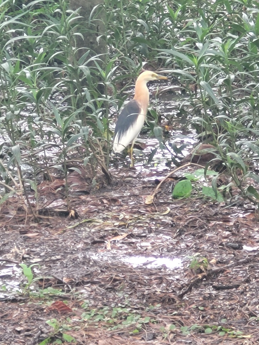 Javan Pond-Heron - Lindsay Sapinsky