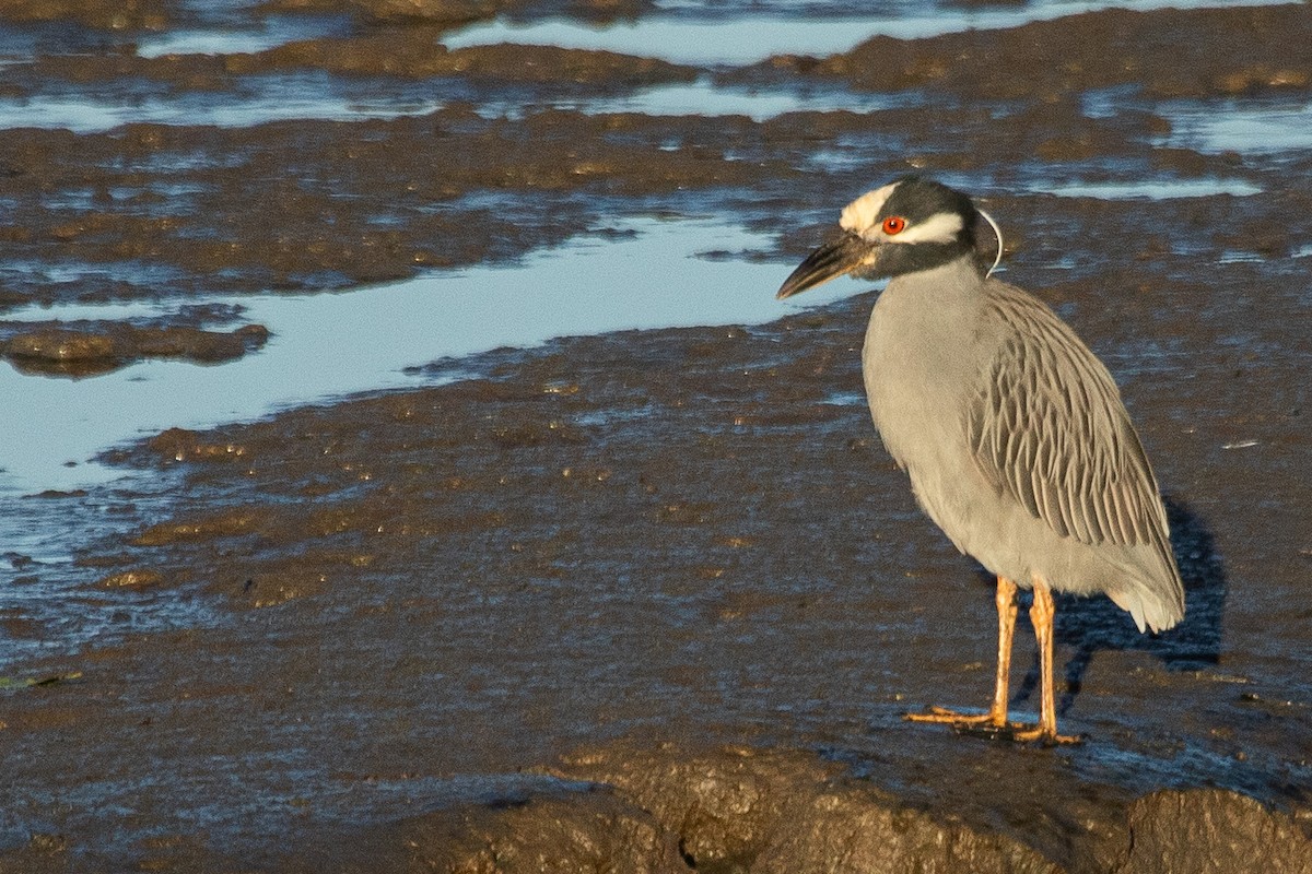 Yellow-crowned Night Heron - ML596366721