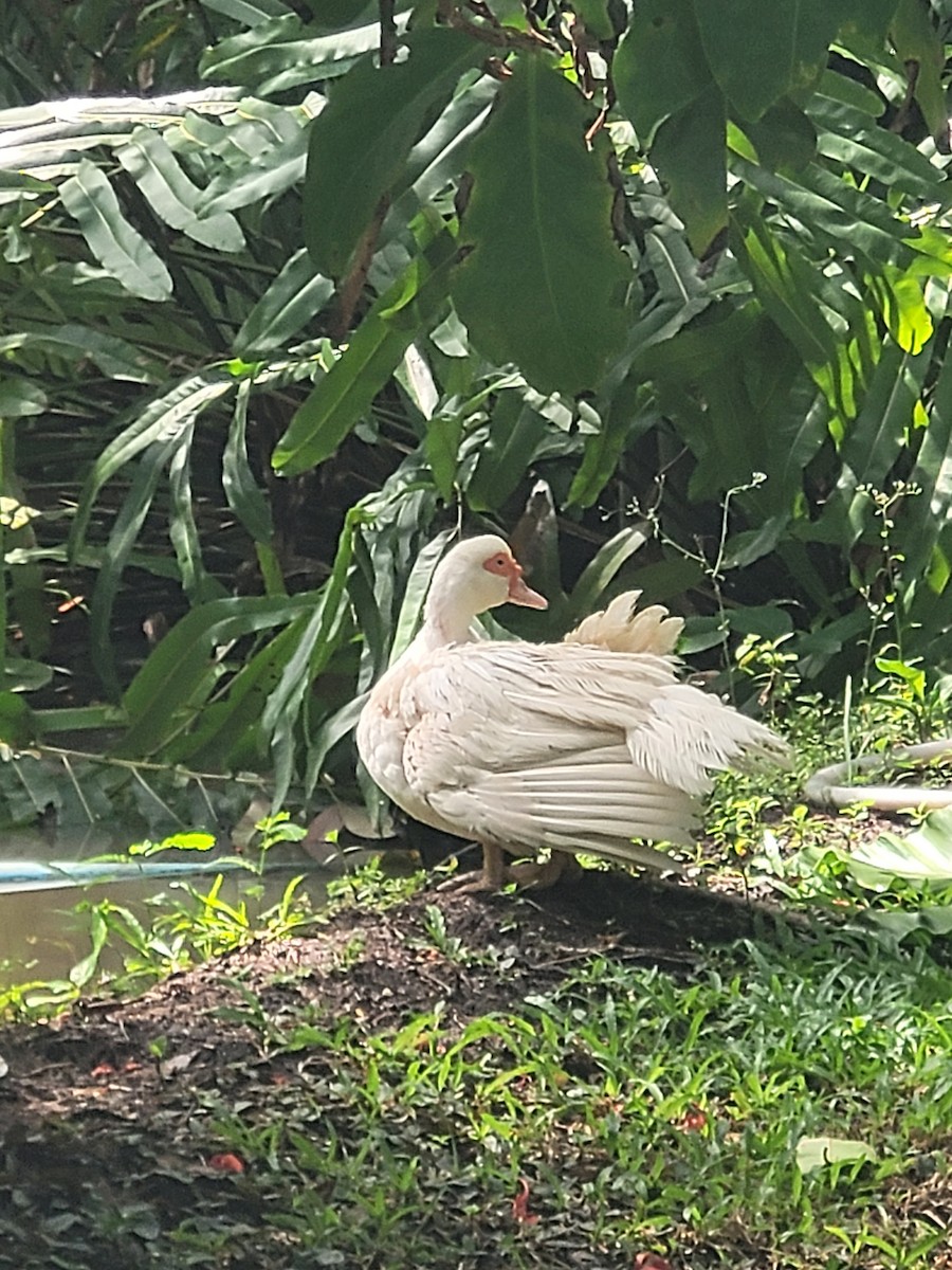 Muscovy Duck (Domestic type) - ML596366901