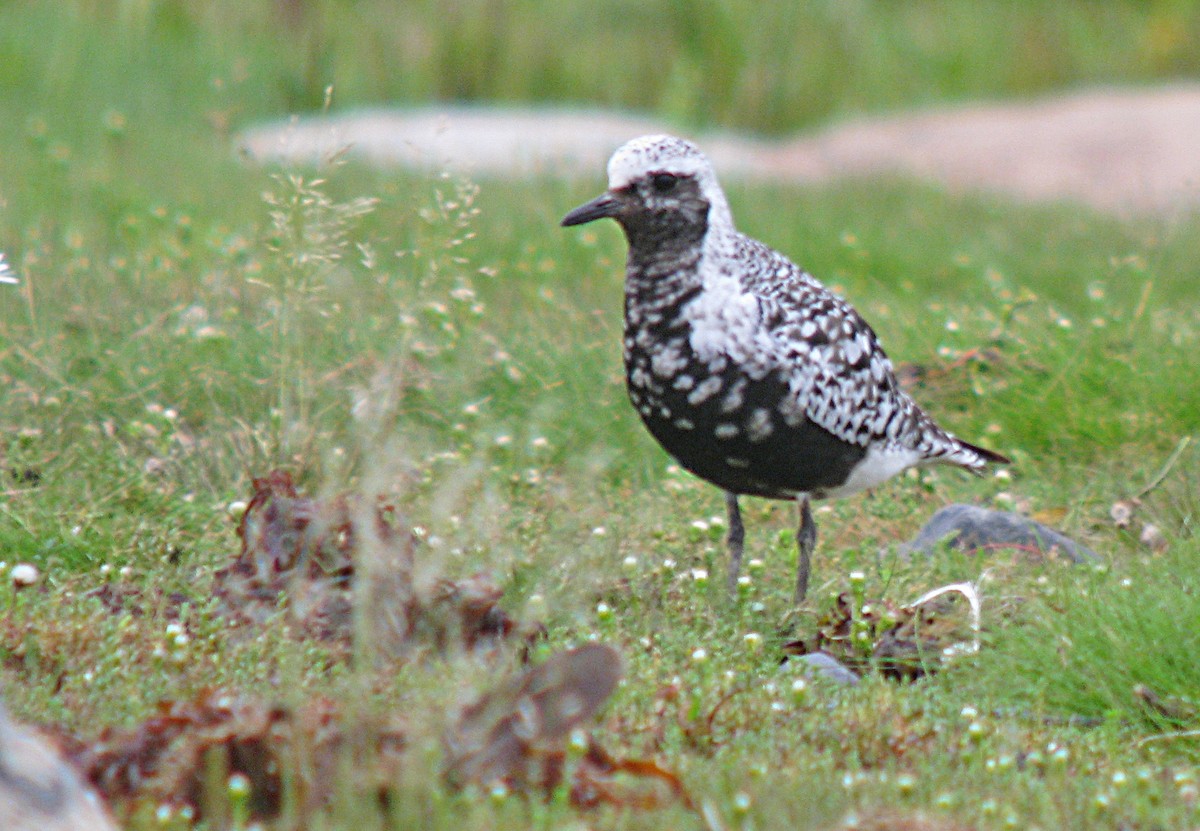 Black-bellied Plover - ML596366981