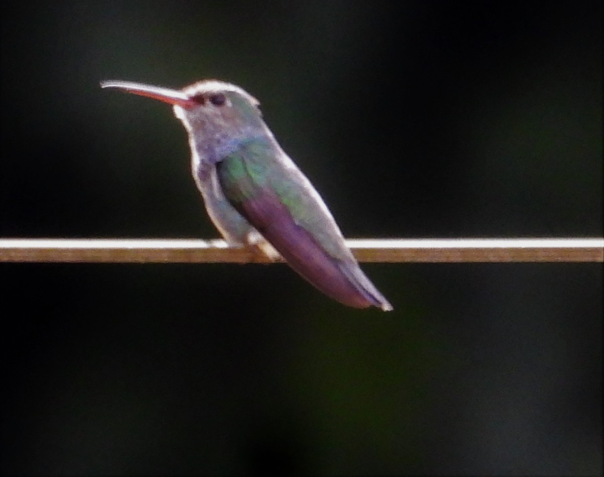 kolibřík safírový - ML596367221
