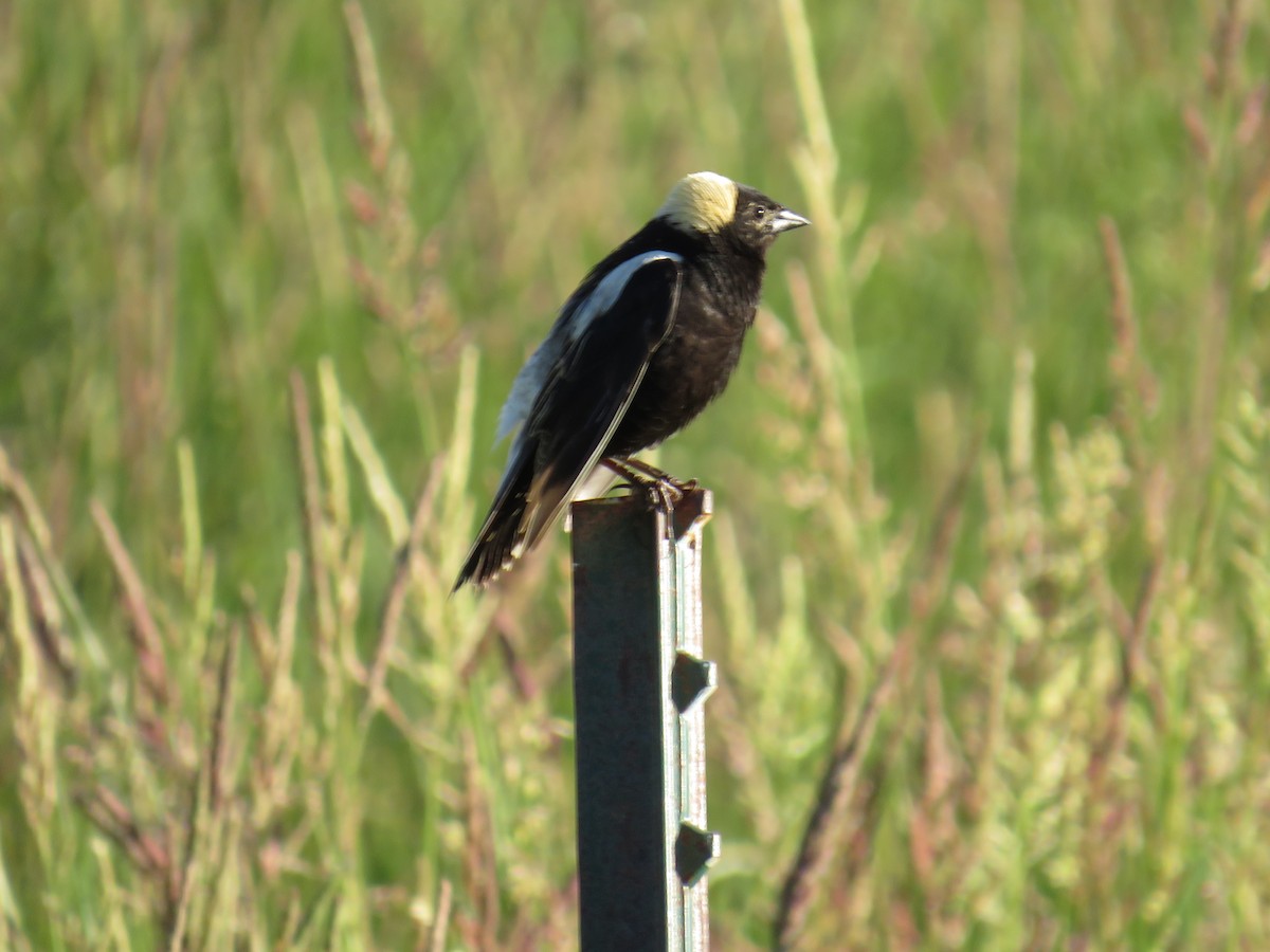 Bobolink - ML596367331