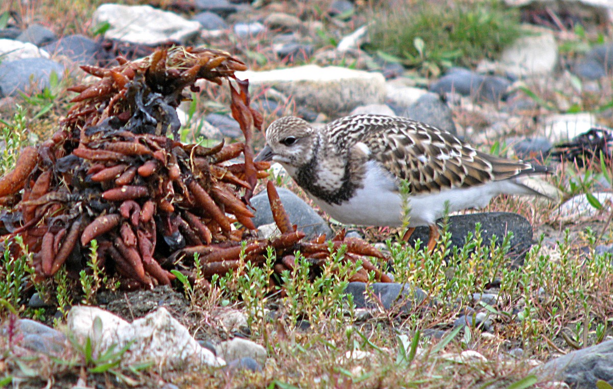 Ruddy Turnstone - ML596367411