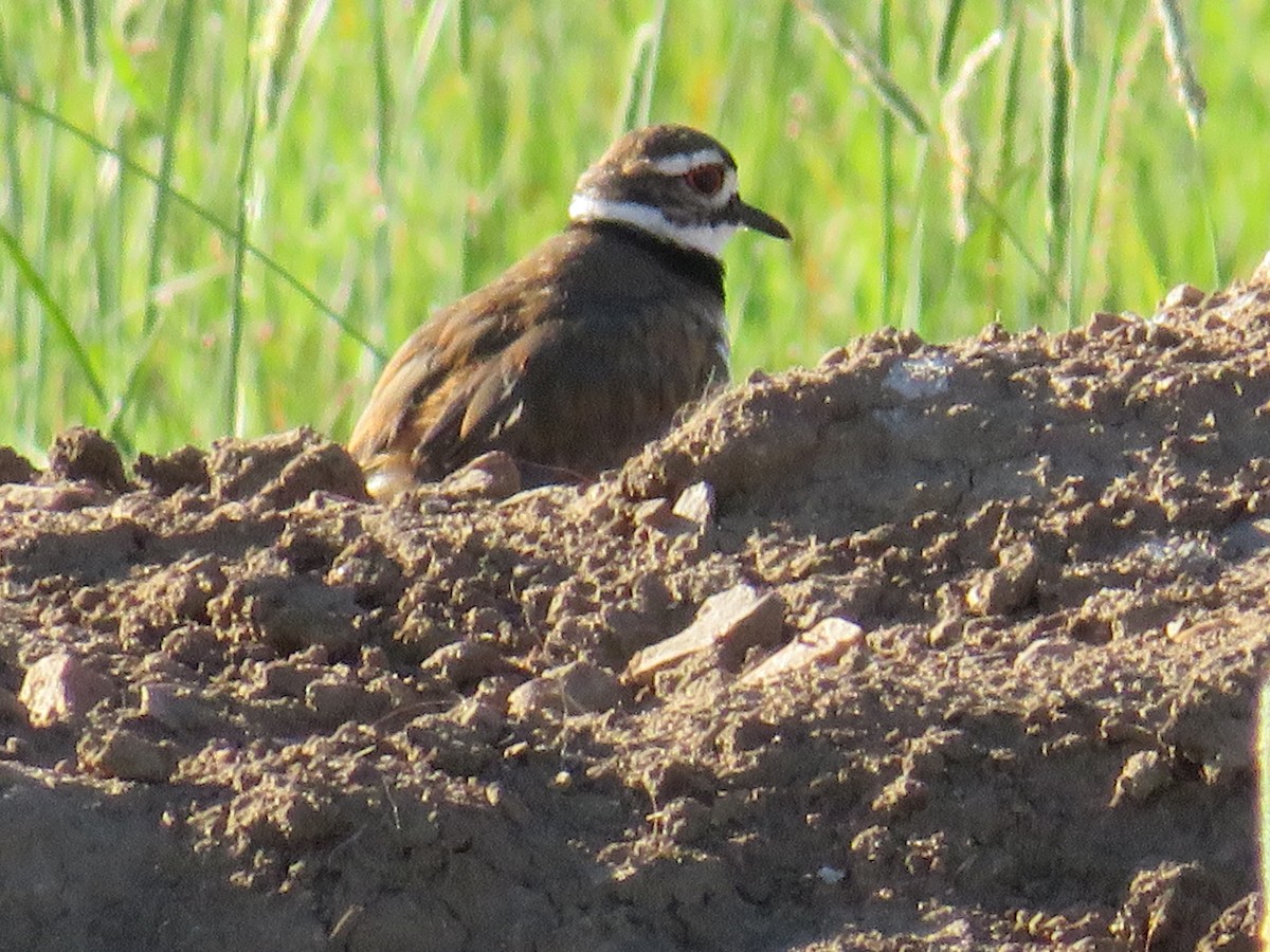 Killdeer - ML596367861