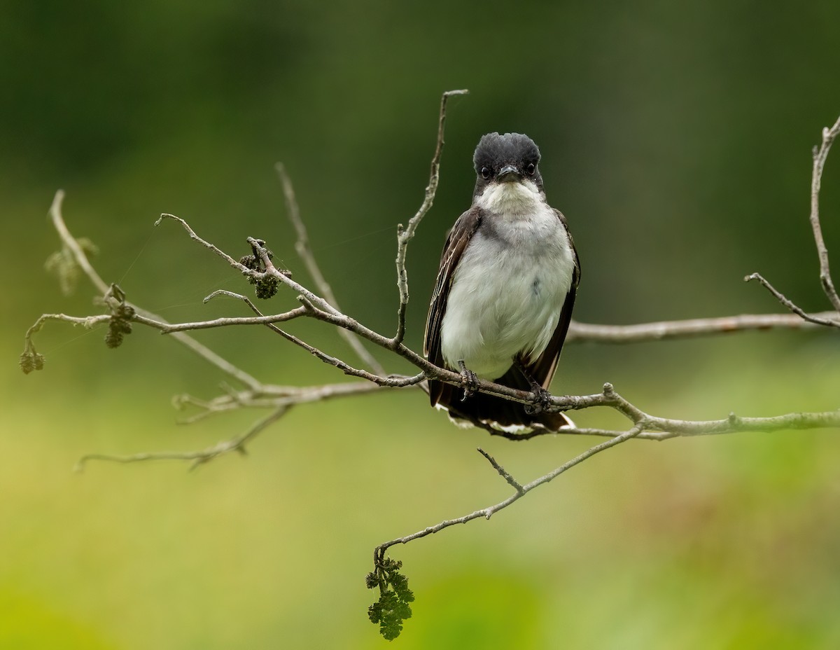 Eastern Kingbird - ML596368291