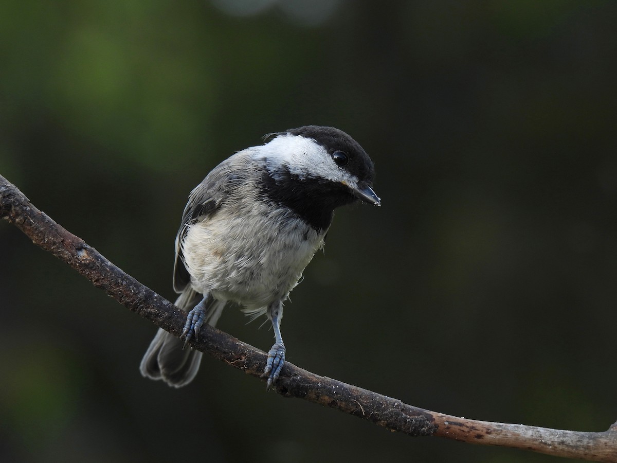 Black-capped Chickadee - ML596368711