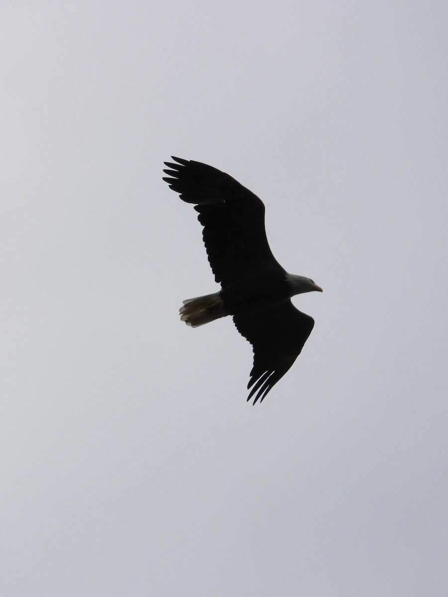 Bald Eagle - ML596369841