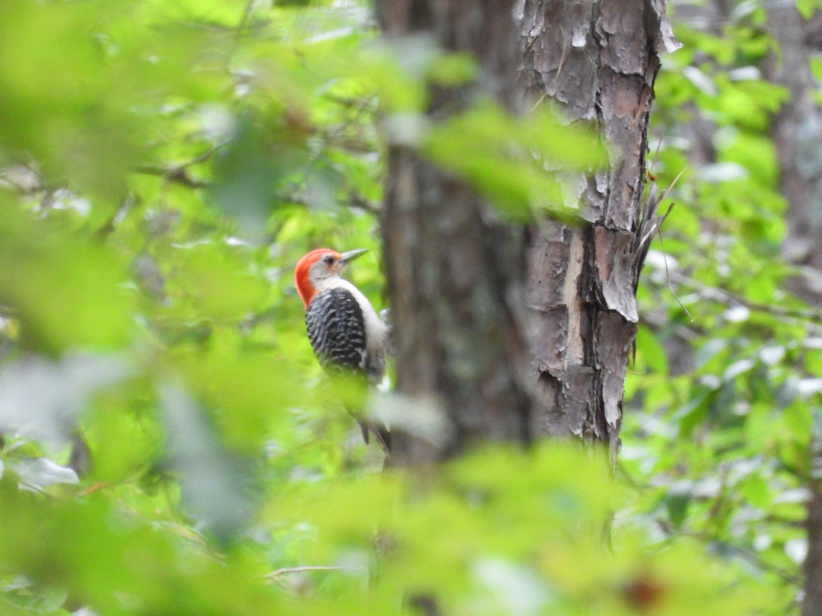 Red-bellied Woodpecker - ML596370581