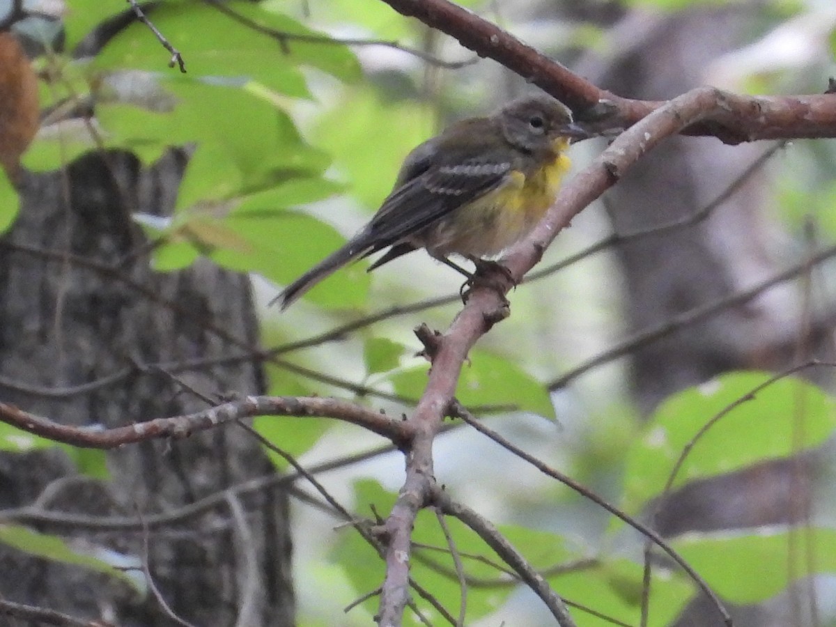 Pine Warbler - William Woody