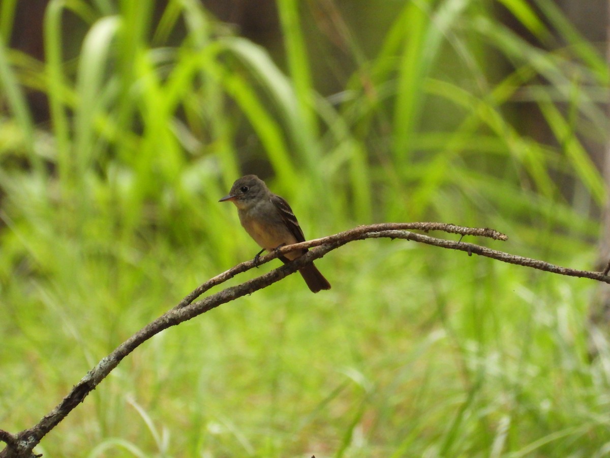 Eastern Wood-Pewee - ML596370871