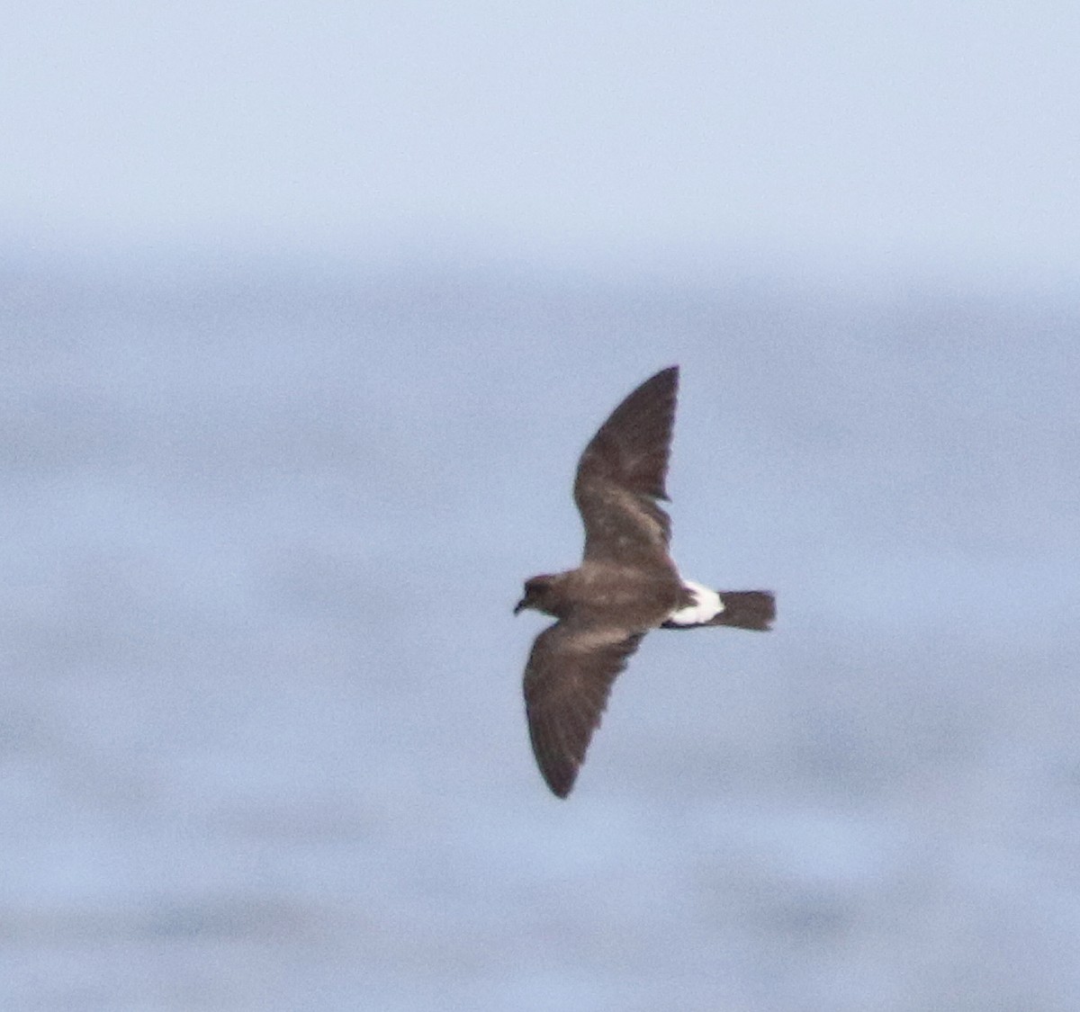 Band-rumped Storm-Petrel - Jorge Montejo