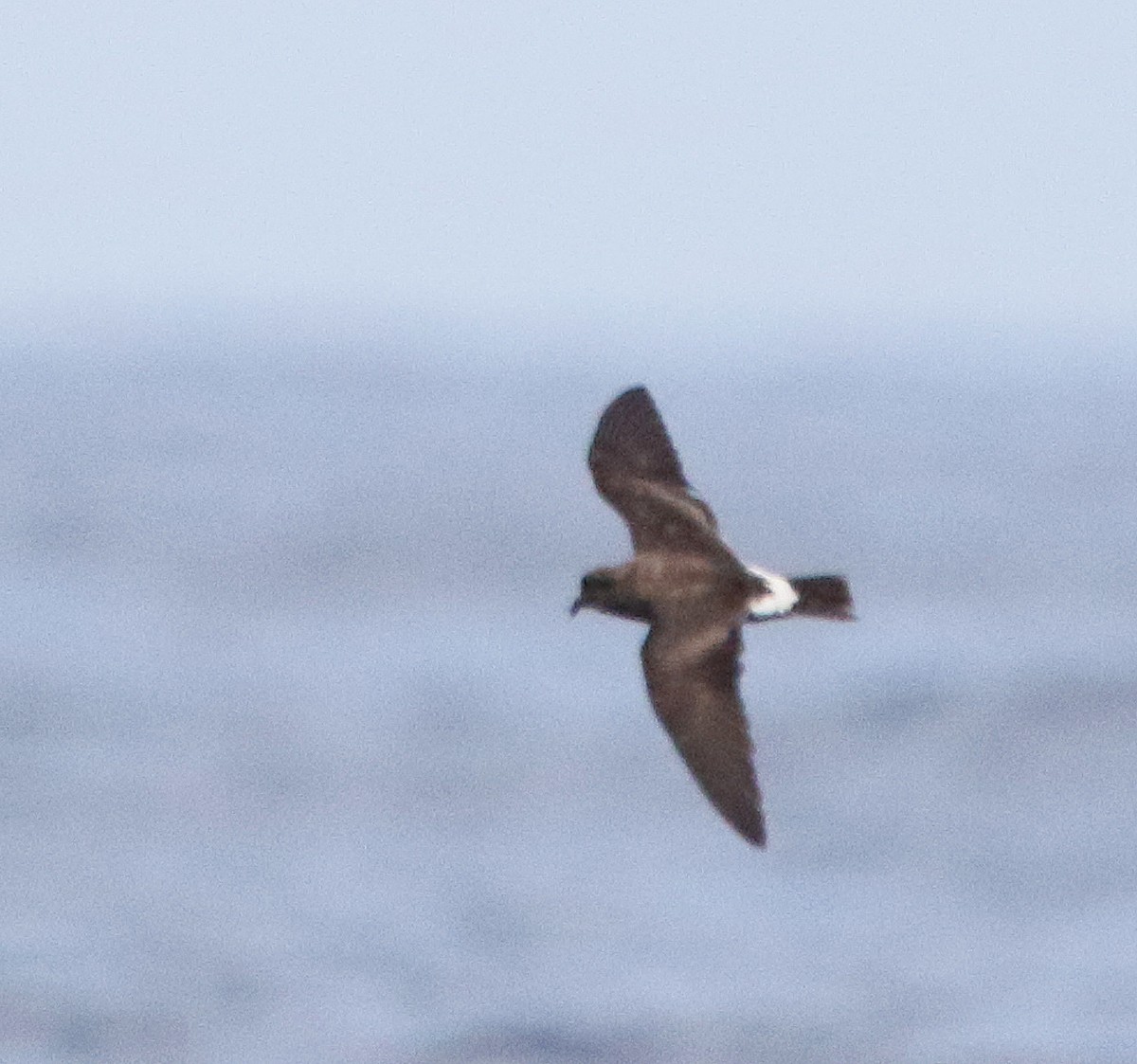 Band-rumped Storm-Petrel - ML596372321