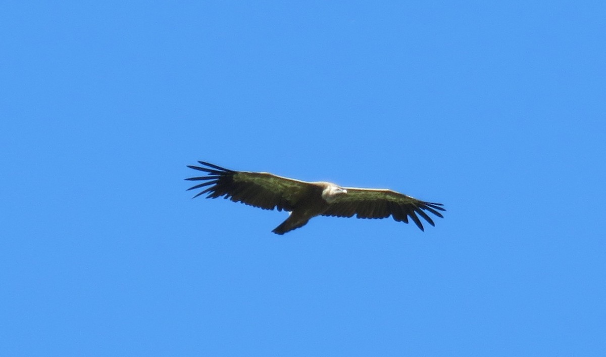 נשר מקראי - ML596372641