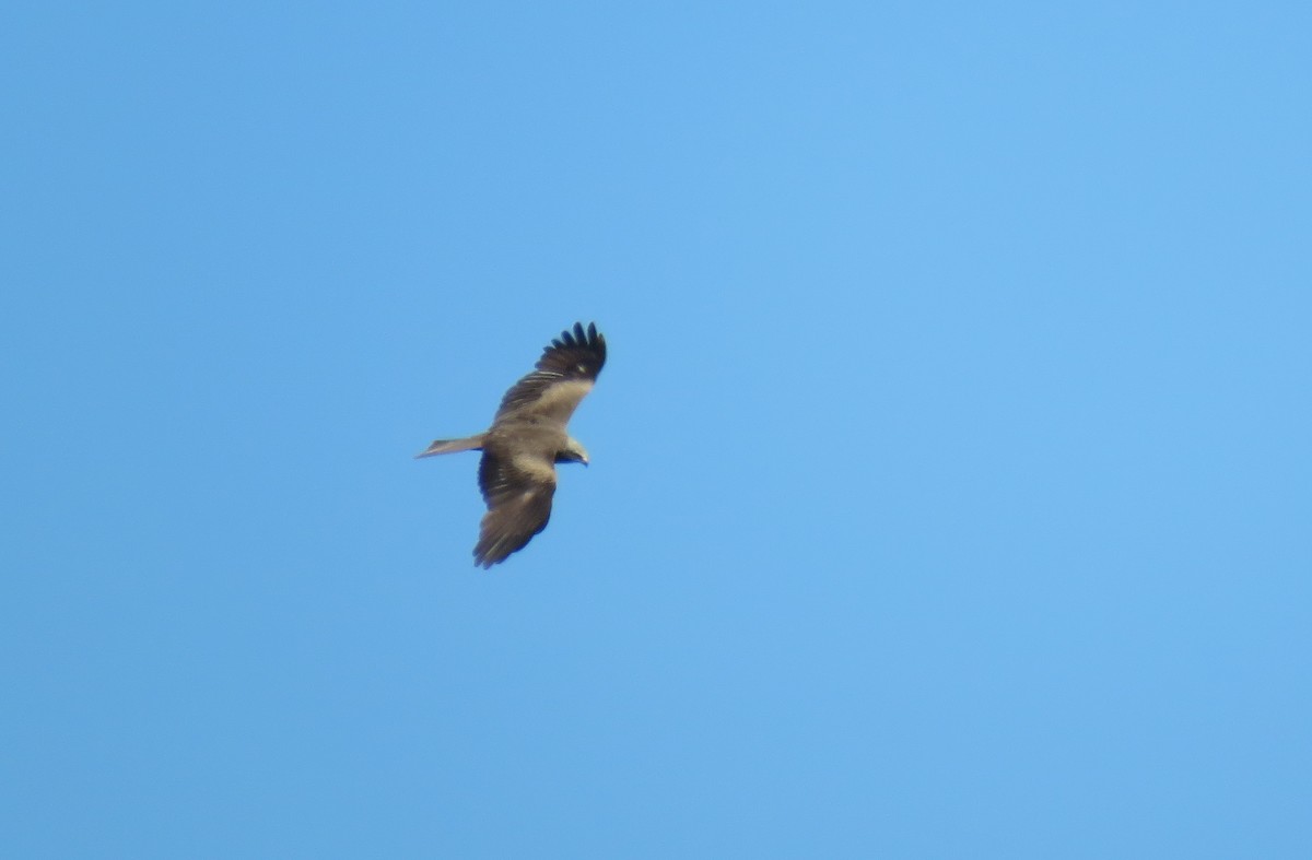 Black Kite - Michael Willison