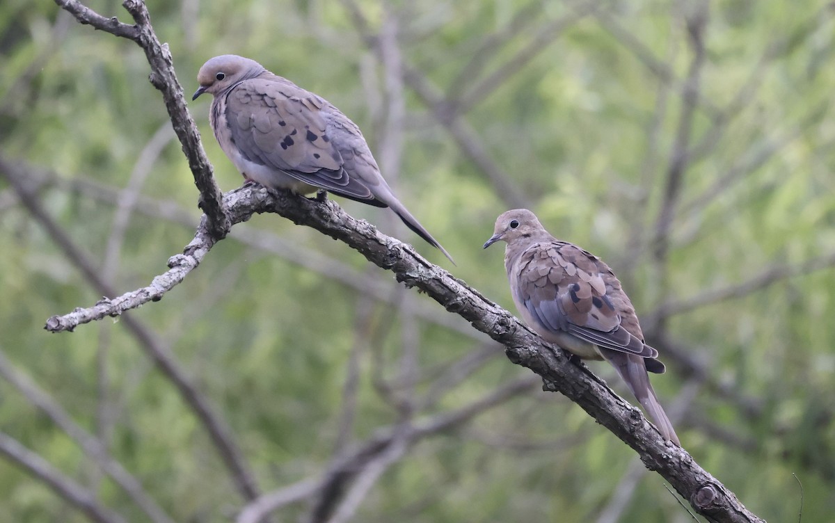 Mourning Dove - ML596374411