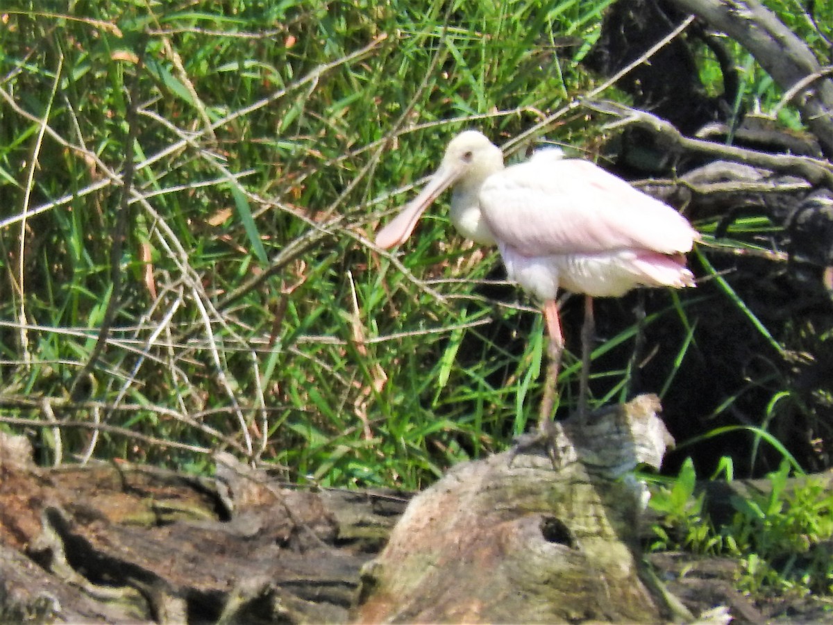 Roseate Spoonbill - David Parsons