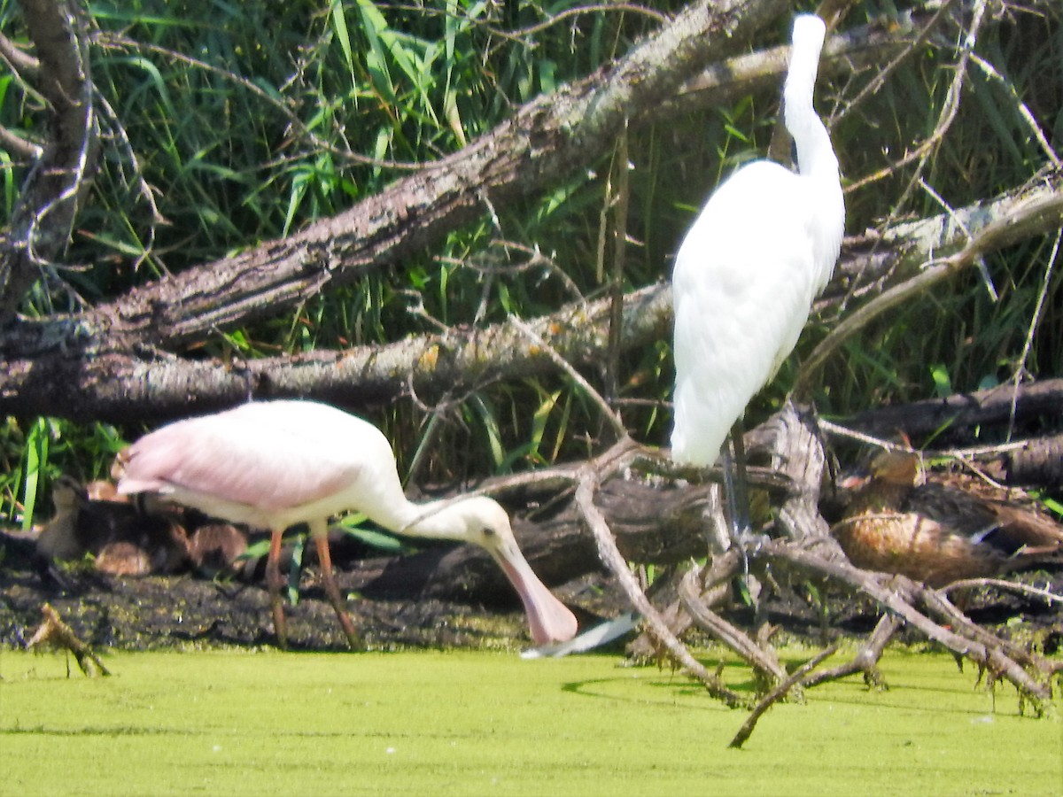 Roseate Spoonbill - David Parsons