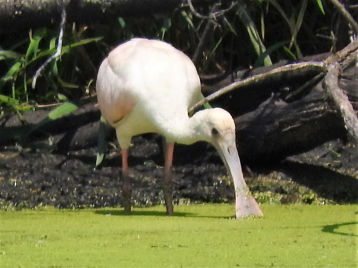 Roseate Spoonbill - David Parsons