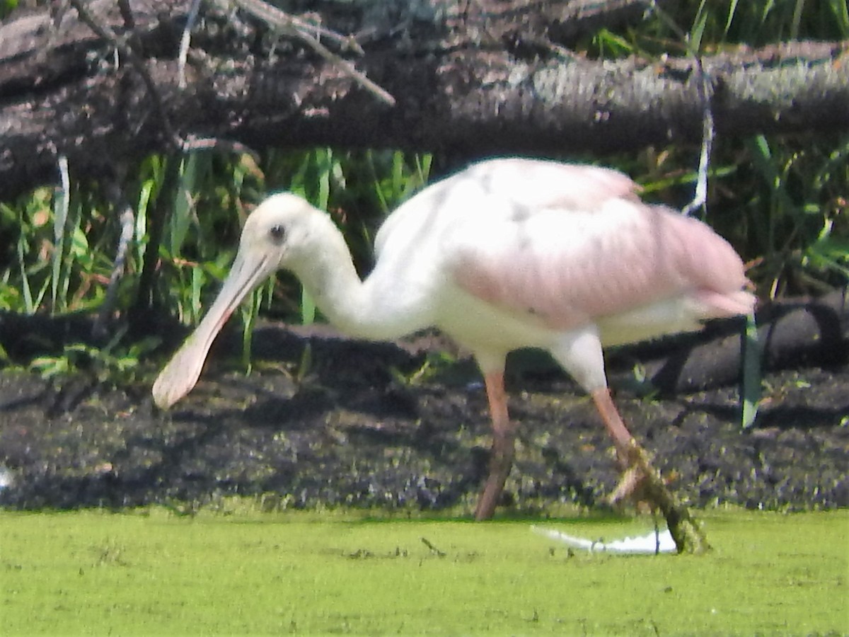 Espátula Rosada - ML596375541