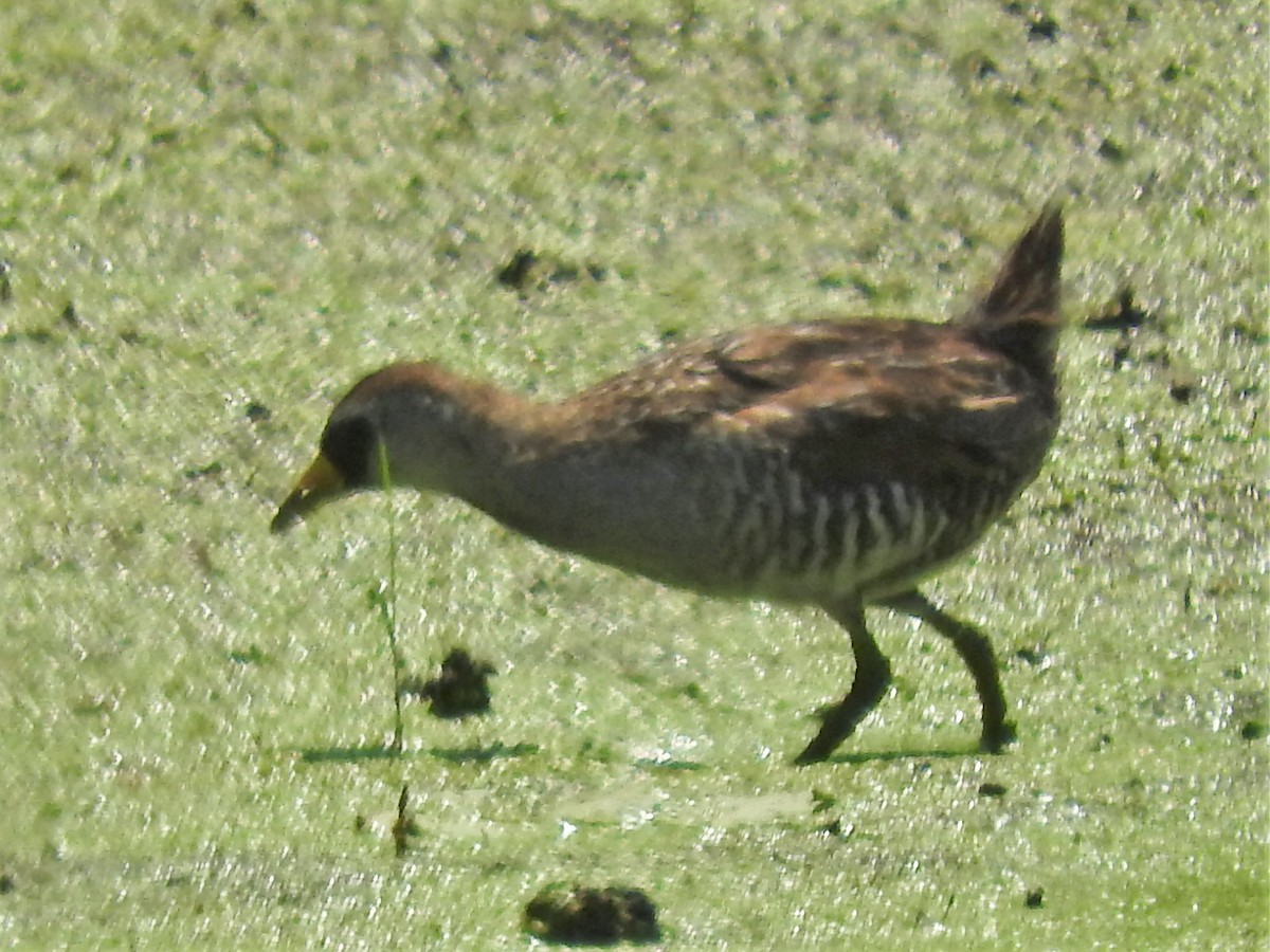 カオグロクイナ - ML596375661