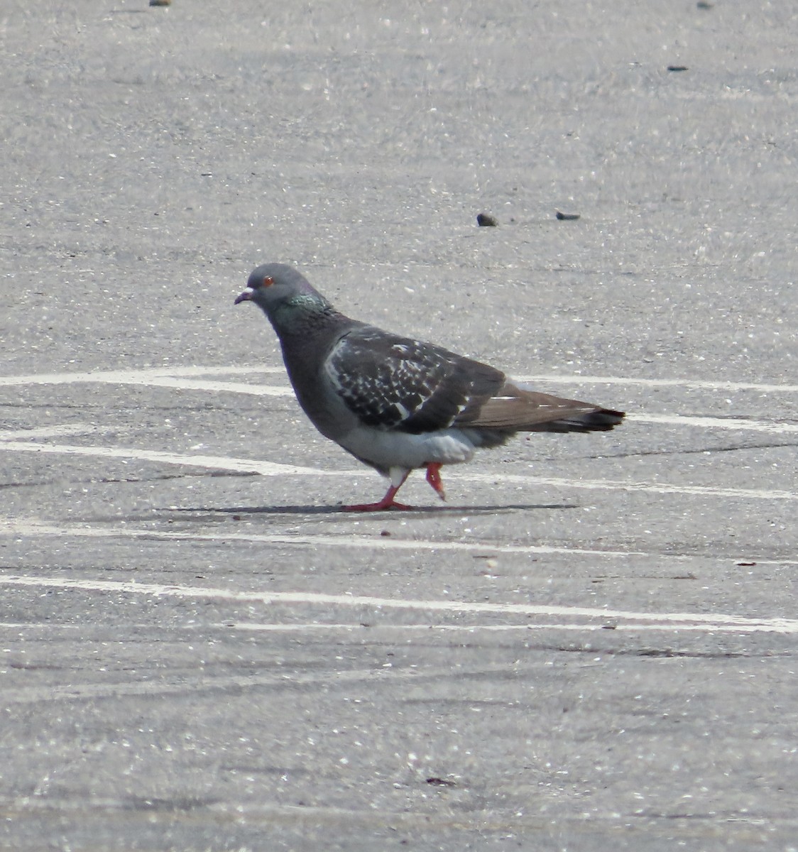 Rock Pigeon (Feral Pigeon) - ML596376211