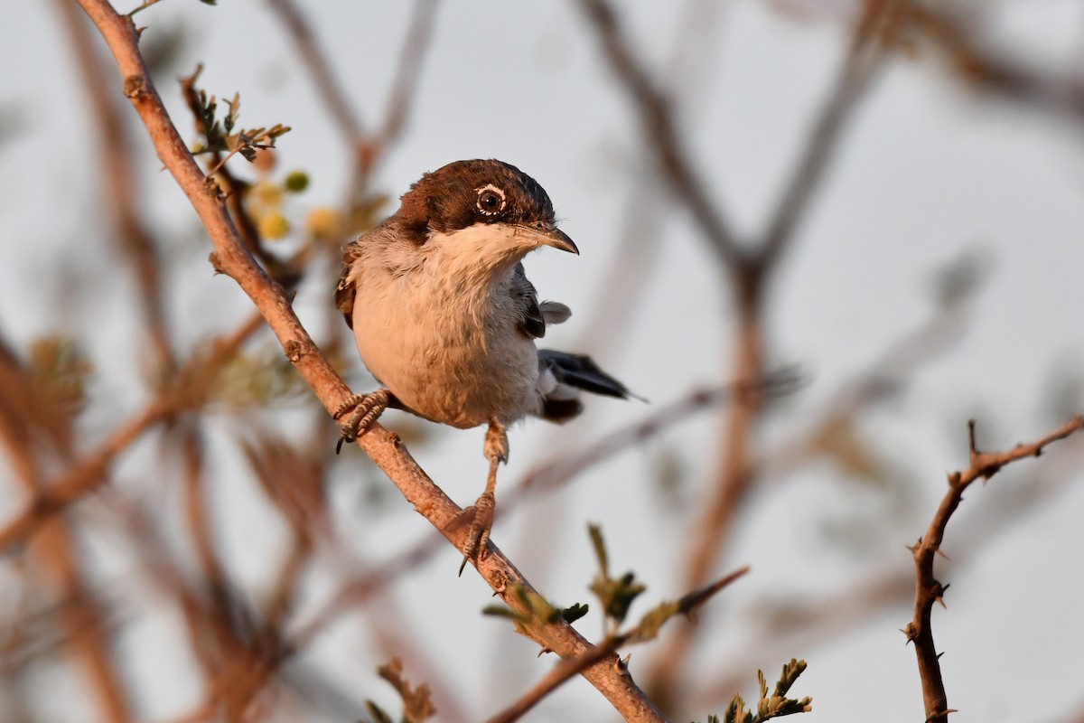 Arabian Warbler - ML596376821