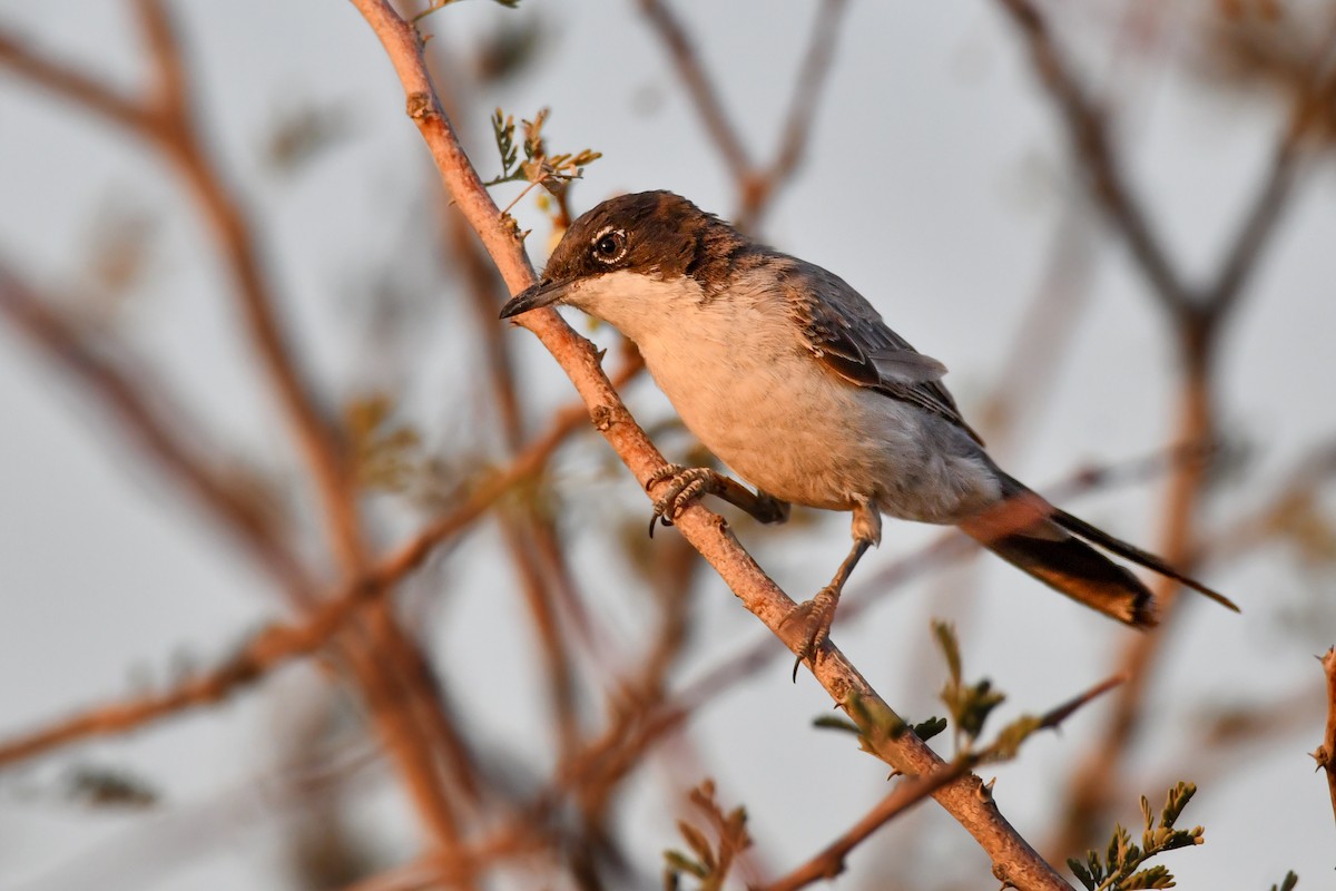 Arabian Warbler - ML596376831