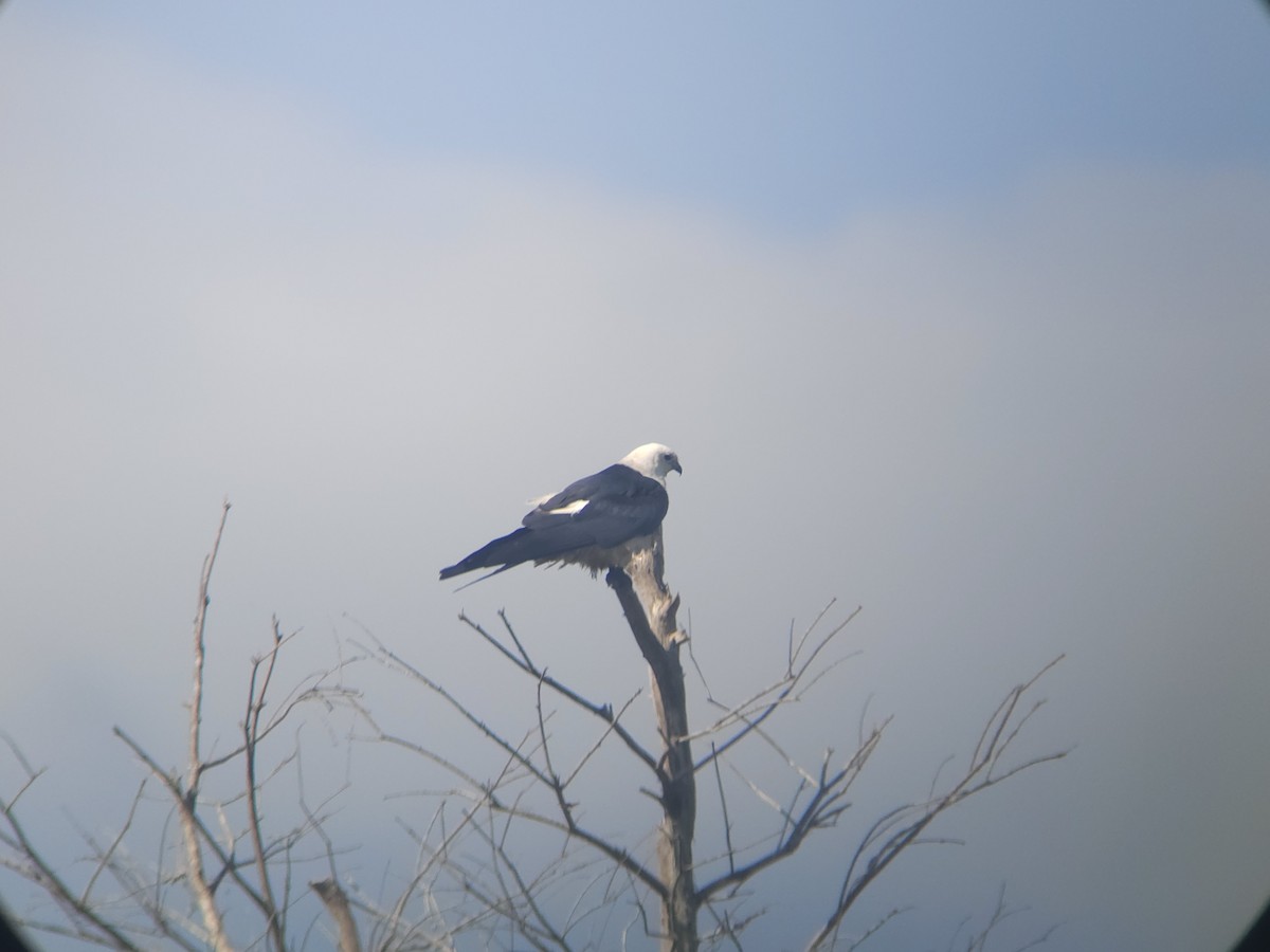 Swallow-tailed Kite - ML596376841