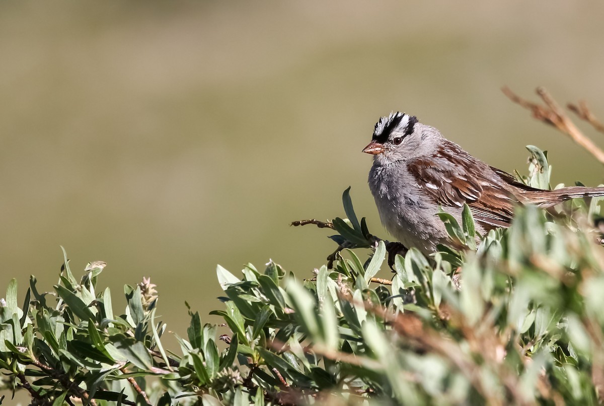 White-crowned Sparrow (oriantha) - ML596379621