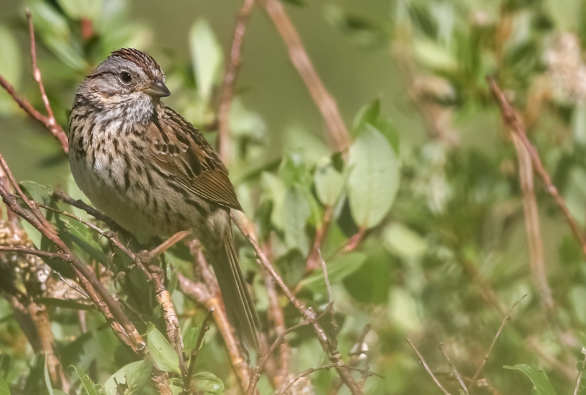 Lincoln's Sparrow - ML596379661