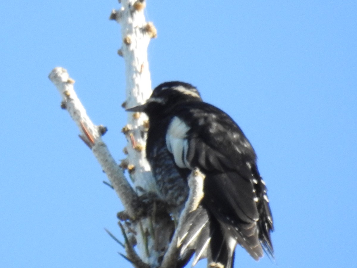 Williamson's Sapsucker - ML596380081