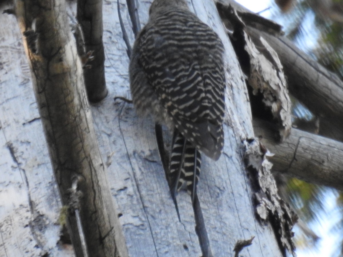 Williamson's Sapsucker - ML596380111