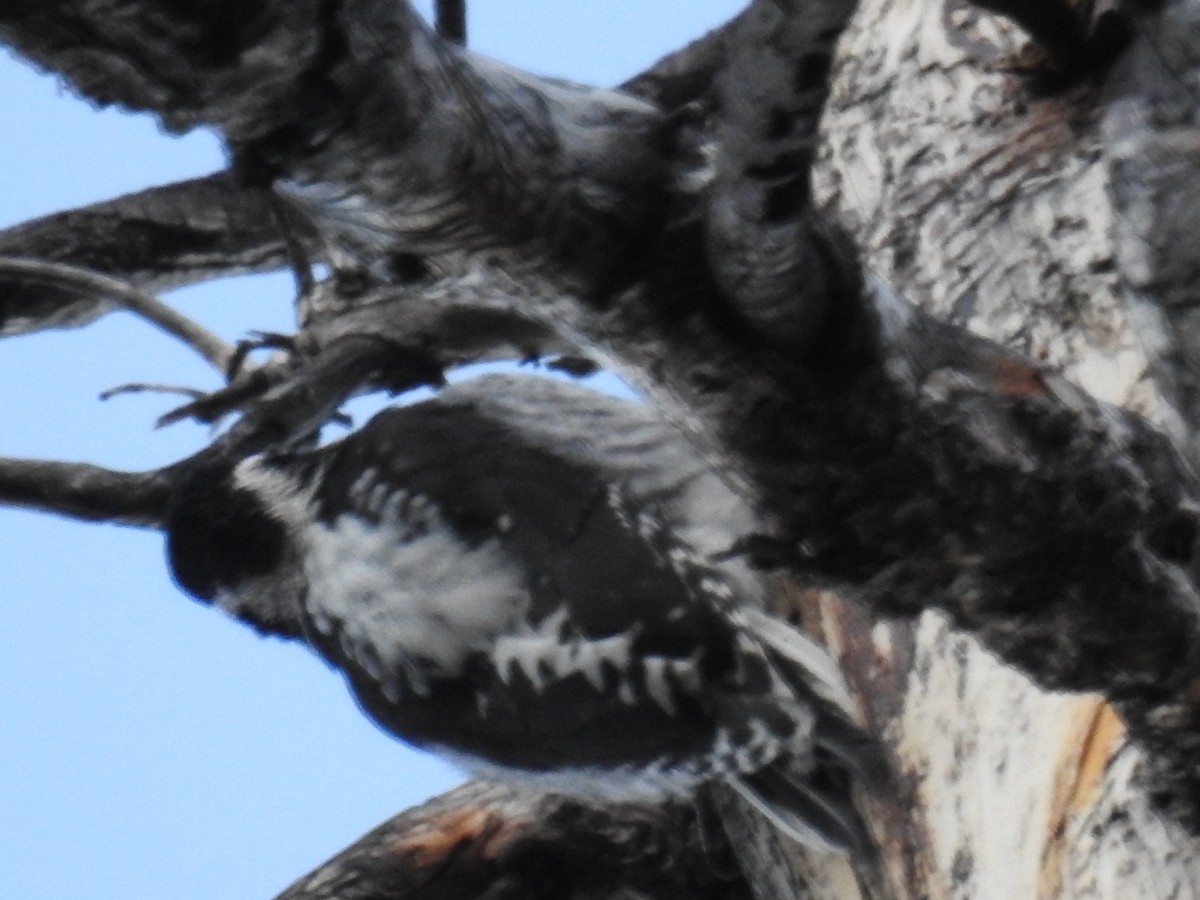 American Three-toed Woodpecker - ML596380211