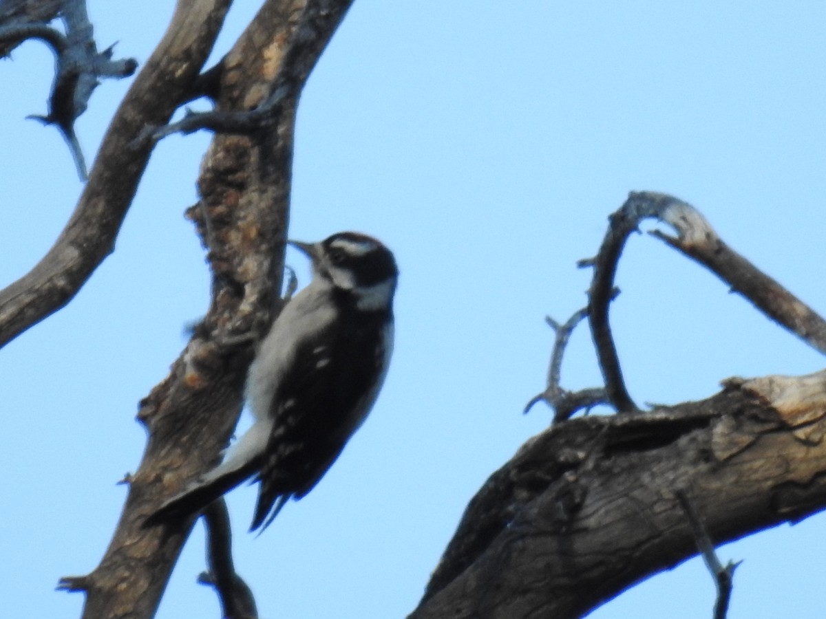 Downy Woodpecker - ML596380371