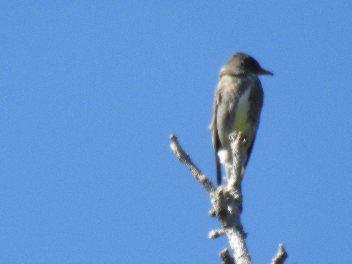 Olive-sided Flycatcher - ML596380621