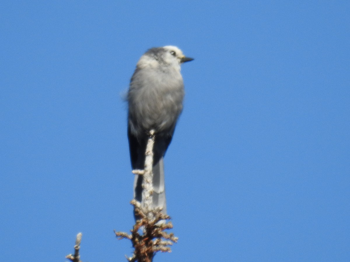 Canada Jay - ML596380761