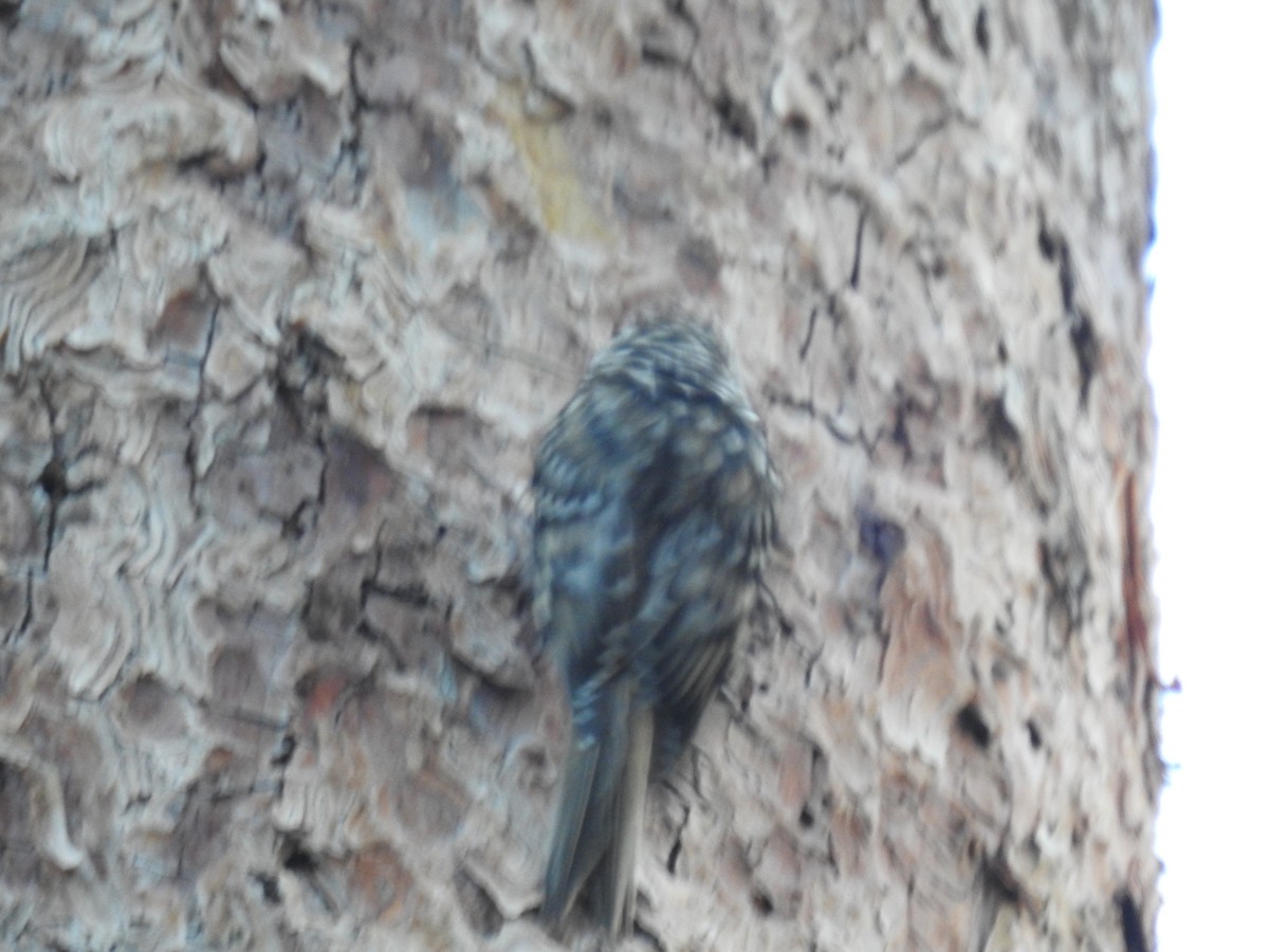 Brown Creeper - ML596380981