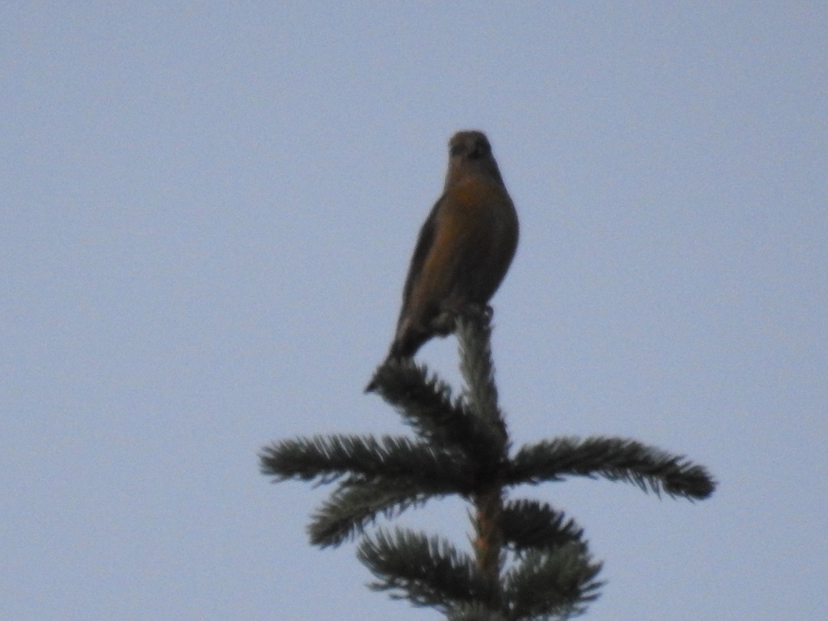 Red Crossbill - ML596381151