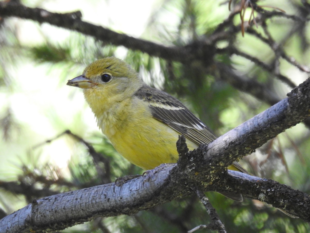 Western Tanager - ML596381271