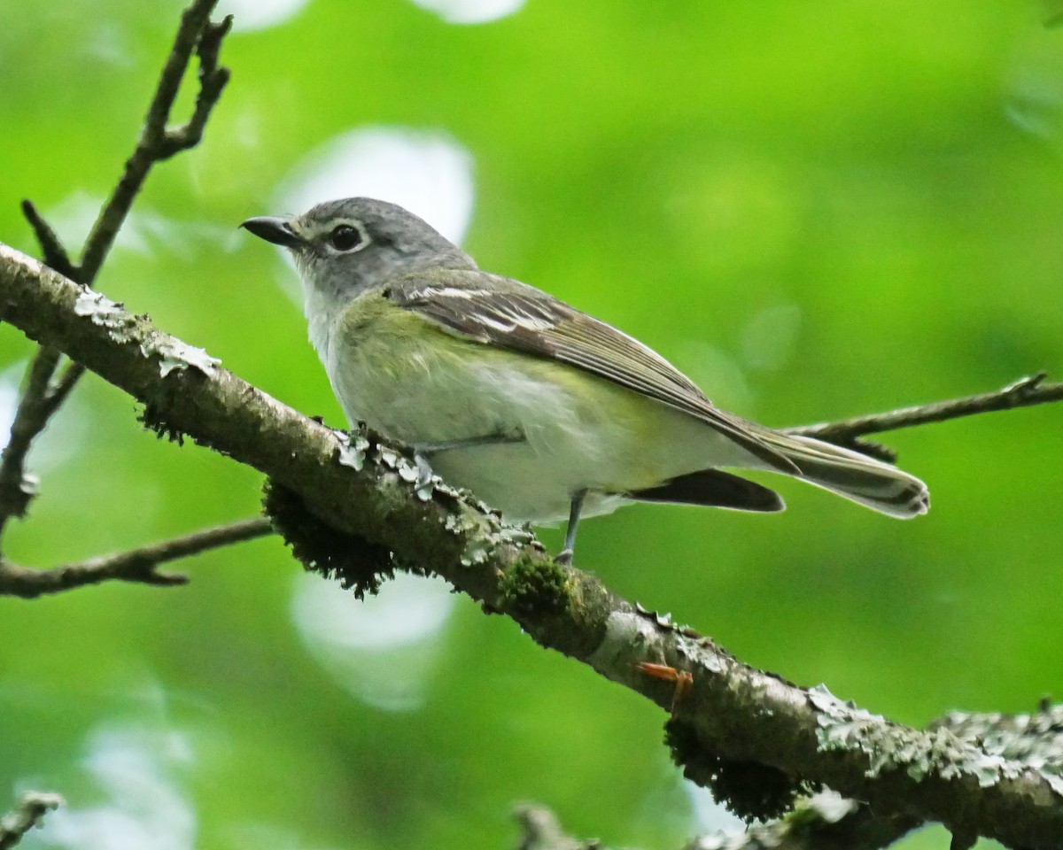 Blue-headed Vireo - ML596382091