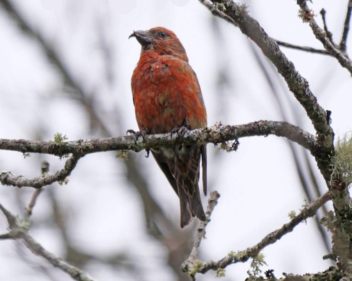 Red Crossbill - ML596382241
