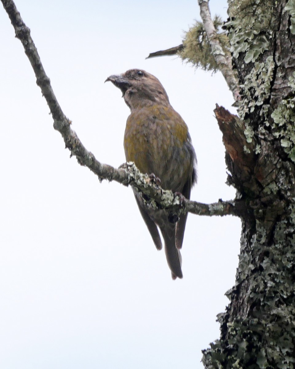 Red Crossbill - ML596382251